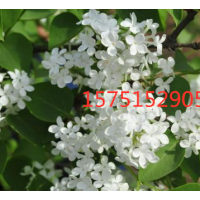 哪里有丁香 ？丁香產(chǎn)地？苗圃直供丁香