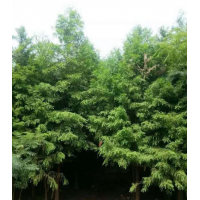 水杉樹(shù)哪里有貨源？ 哪里水杉樹(shù)便宜 ？ 2019水杉樹(shù)價(jià)格供應(yīng)
