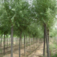 饅頭柳哪里有貨源？ 2019饅頭柳低價供應(yīng)