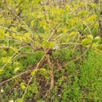 紅花凌霄樹苗價格表參考