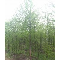 江蘇6公分落羽杉價格，句容6公分落羽杉價格，鎮(zhèn)江6公分落羽杉價