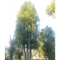 湖南香樟、全冠香樟、移栽香樟、叢生香樟、骨架香樟、切桿香樟、