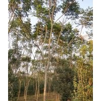 供應(yīng)各規(guī)格湖南欒樹，移植骨架欒樹、截桿欒樹