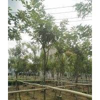 常年供應(yīng)黃花風(fēng)玲,紫花風(fēng)玲,萍婆