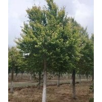 15-20國槐、白蠟、法桐