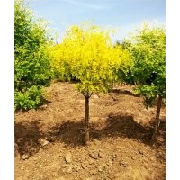 紫穗槐 紅花槐 白花槐 速生槐樹 速生國槐