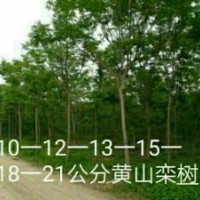 供欒樹3-20公分，紅葉李1-10公分，紫荊，木槿