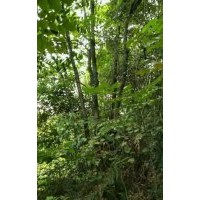 供應(yīng)全冠烏桕、叢生烏桕