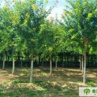 五角楓批發(fā)