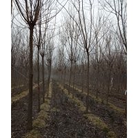 大量銷售絲綿木