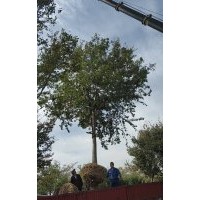 雪松，廣玉蘭，桂花，蜀檜，櫸樹，無患子，欒樹，樸樹