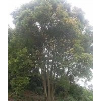 協(xié)燦苗木供應(yīng)丹桂金桂八月桂四季桂羽毛楓羽毛楓櫻花紅梅紅楓雞爪