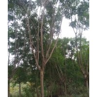 出售，藍(lán)花楹15公分到30公分