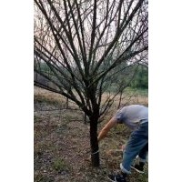 供應(yīng)丹桂金桂八月桂羽毛楓紅梅紅楓雞爪槭櫸樹香樟染井吉野櫻