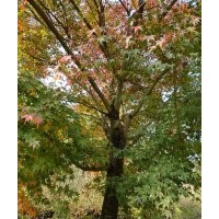 供應(yīng)精品羽毛楓櫻花紅梅紅楓雞爪槭紅楓垂絲海棠丹桂金桂無患子欒