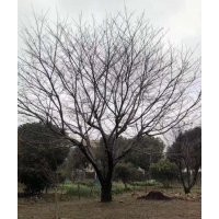 供應(yīng)精品無患子欒樹香樟染井吉野櫻羽毛楓丹桂金桂紅梅紅楓雞爪槭