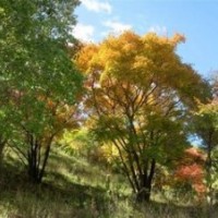 叢生黃連木今年30-60公分低價供應(yīng) 黃連木南京產(chǎn)地