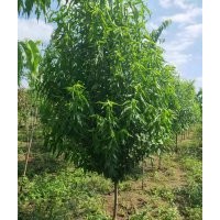 山東龍柱碧桃、泰安龍柱碧桃、泰安帚桃