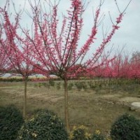 供應(yīng)四川成都高桿低分枝紅梅 基地批發(fā)價(jià)格