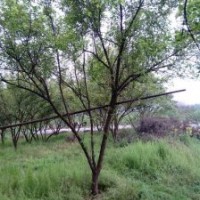 供應(yīng)四川成都山杏 基地批發(fā)價(jià)格