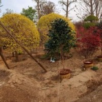 金葉榆球胸徑80-100公分北京大苗圃基地購(gòu)樹(shù)木市排價(jià)