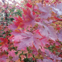 紅楓,美國紅楓,秋火焰