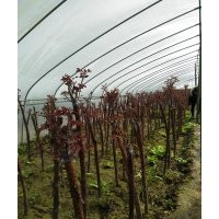 高桿月季2-5公分