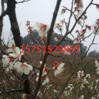 江蘇烏梅花低價(jià)供應(yīng) 苗圃直銷