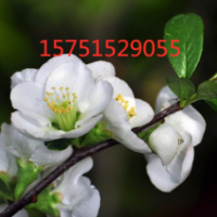 江蘇白梅花低價(jià)供應(yīng) 苗圃2019白梅花直銷