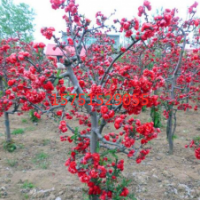 哪里有日本海棠供應(yīng) 江蘇苗圃直銷(xiāo)日本海棠 低價(jià)批發(fā)