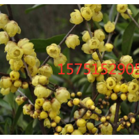 哪里有臘梅 ？低價供應(yīng)臘梅 2019臘梅價格