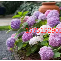 哪里有八仙花 低價供應(yīng)