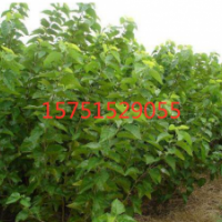 桑樹(shù)哪里有貨源？ 江蘇桑樹(shù)低價(jià)供應(yīng)