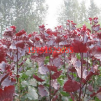 紅葉楊哪里有 ？ 紅葉楊低價(jià)供應(yīng)