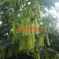 楓楊哪里有貨源？ 江蘇榮慶園林楓楊苗圃直供