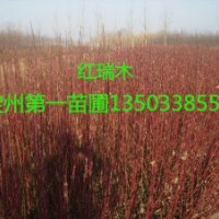 供應(yīng)：紫丁香、紅瑞木，連翹、水蠟、金葉絲棉木