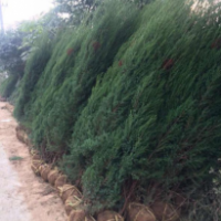 最新刺松 基地直銷