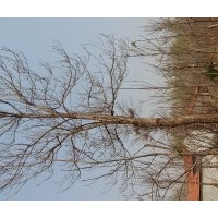 面臨征地，急處理楸樹！5公分-40公分！