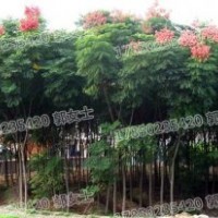 臺灣欒樹 基地直銷 品質(zhì)保證 現(xiàn)貨現(xiàn)挖