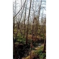 低價供應(yīng)句容9公分落羽杉價格，落羽杉直銷價格