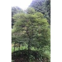 嵊州協(xié)燦苗木專供羽毛楓櫻花桂花紅梅紅楓雞爪槭