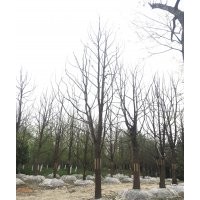 優(yōu)質(zhì)獨桿香樟價格批發(fā) 公司直銷獨桿香樟