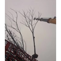 欒樹產(chǎn)地直銷、1-20公分100萬供應(yīng)、