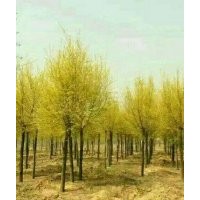 金葉榆，金葉垂榆，高桿衛(wèi)矛球，金葉槐，金枝槐