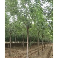 濱州白蠟國(guó)槐大量供應(yīng)