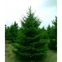 云杉2-4米