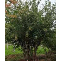 三角楓墩高2-3米、5-10條