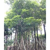 出售5-25公分光棍、骨架秋楓