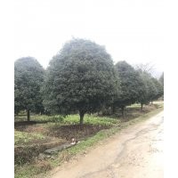 供應精品丹桂350-500冠幅八月桂400-500冠幅