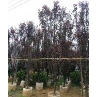 供應(yīng)6-10公分紫葉李袋苗假植苗